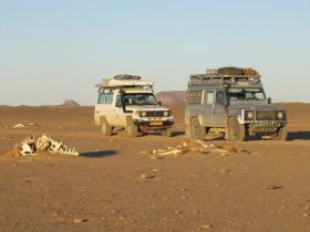 11 behoorlijk wat kamelen kadavers komen we tegen in de woestijn waar we rijden.jpg