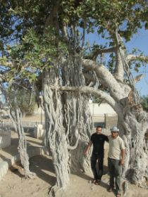 23 beroemde boom op Qesm eiland met onze familie vrienden ervoor.jpg