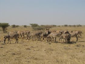 29 grote kuddes ezeltjes komen we in noord west kenia tegen.jpg