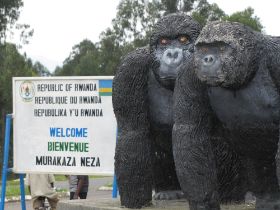 15 rwanda en de gorilla's, het is een major inkomsttenbron.jpg