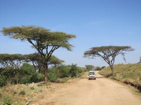 26 heel afrikaanse bomen op een heel afrikaanse mooie en goede weg.jpg