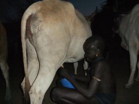 26 heerlijk verse melk mag emiel drinken als hij met de mannen mee is gegaan naar de koeien halen twee bergen verderop.jpg