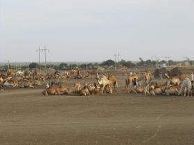 25 kamelen waar races mee gehouden worden en die Saoedies voor veel geld komen kopen.jpg