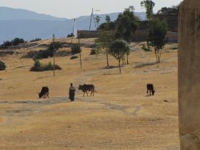 08 de koeien lopen weer vrolijk rond boven op de berg van het klooster Debr Damo.jpg