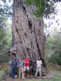 16 Awliyaw, de oudste en grootste boom, we hebben hem gevonden 12,7 meter omtrek en 63 hoog.jpg