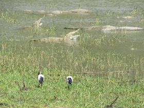 24 tot bijna aan de rand van het water komen we met de auto, meters grote crocs.jpg