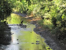 24 water en apen op onze weg.jpg