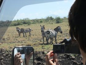 24 zebra's zijn geweldig foto object.jpg