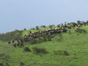 2 27 de Masai mogen als enige nog leven in de Ngorongoro en hun vee daar laten grazen, met de leeuwen is afgesproken deze niet aan te vallen en op te eten.jpg