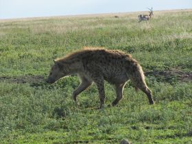 2 27 hyena vervolg onverstoord zijn weg.jpg