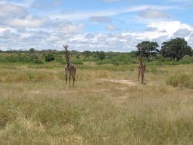 5 325 achterons staan de giraffen mee te kijken of de cheetahs wel rustig door blijven eten.jpg