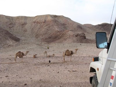 slapen bij de Bedoienen met kamelen rond onze Buca is heel bijzonder